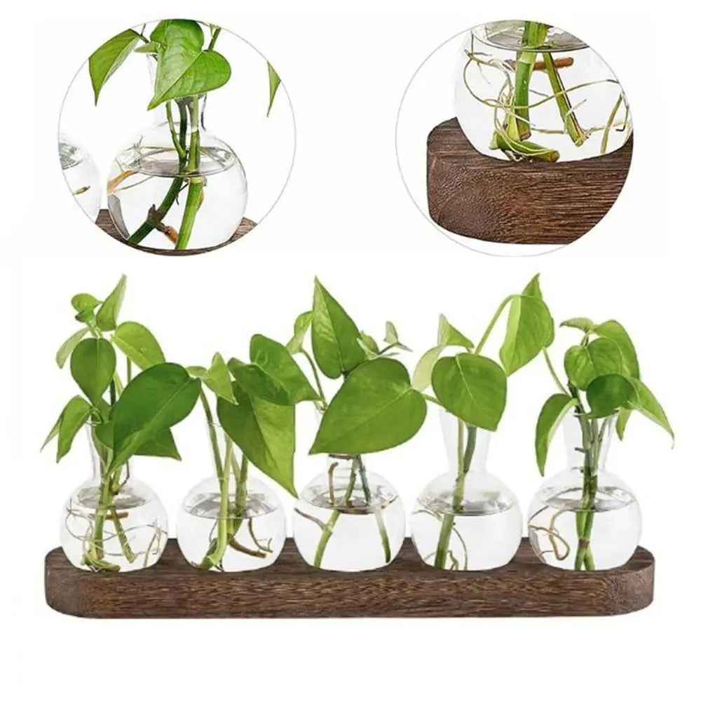 Modern Transparent Hydroponics Glass Vase with Wooden Tray