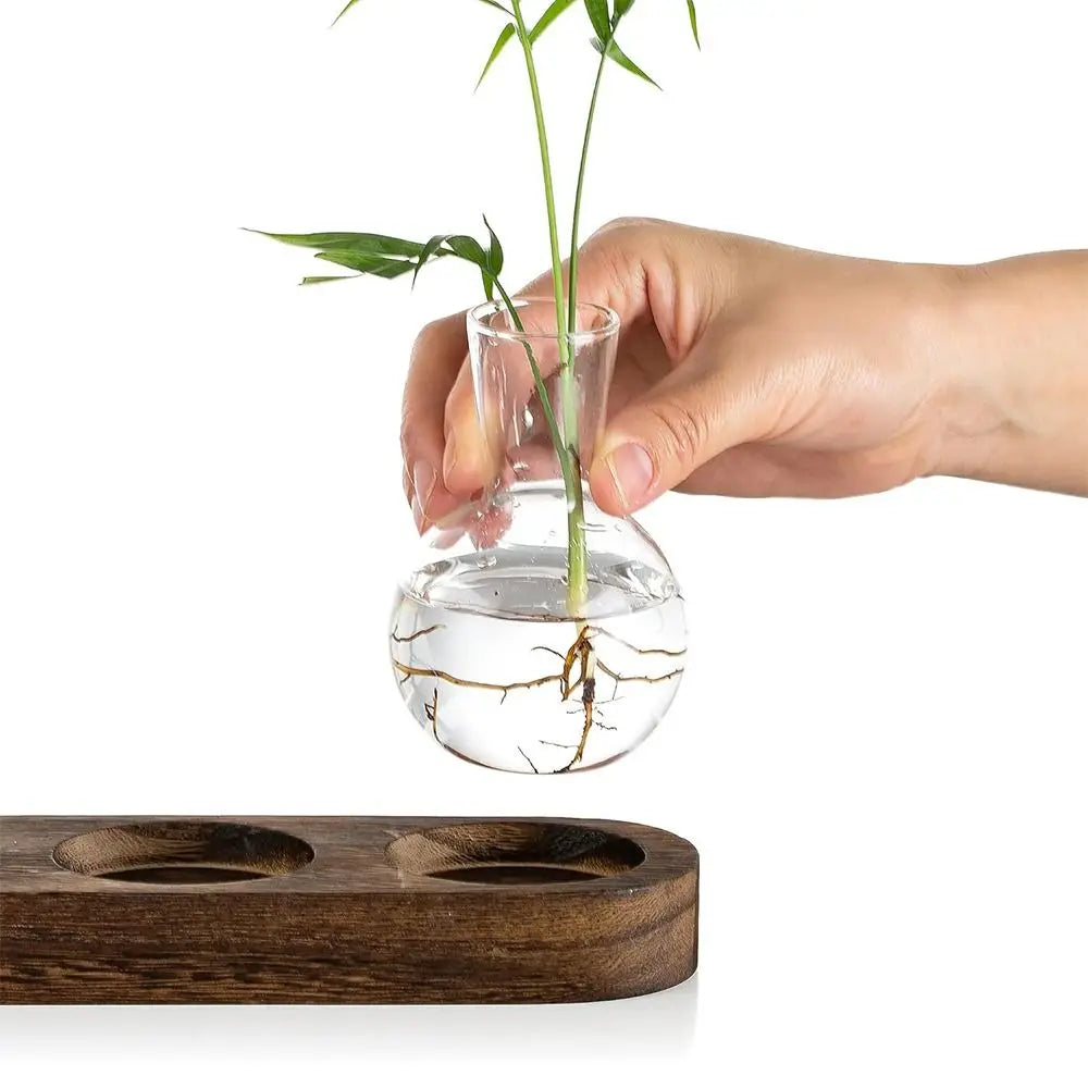 Modern Transparent Hydroponics Glass Vase with Wooden Tray